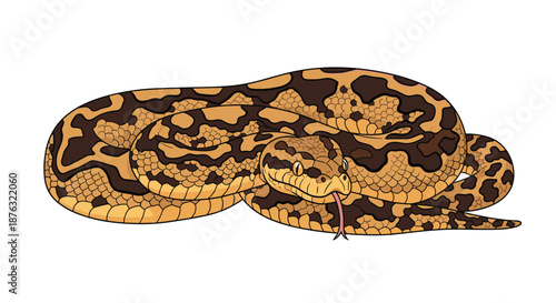 Large brown and tan patterned snake or python is coiled up tightly on a white background in this detailed animal illustration.