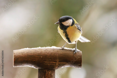 Canvas-taulu Kohlmeise (Parus major)