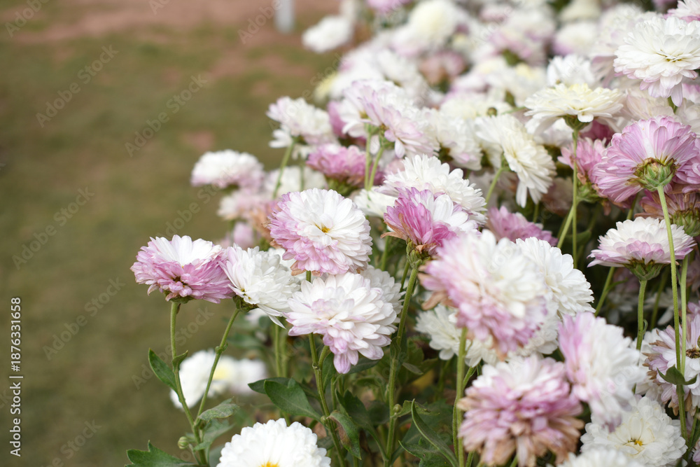 Obraz premium Beautiful white chrysanthemum flowers closeup in the winter garden, Closeup of Chrysanthemum flower, Field of the white Chrysanthemum, Beautiful white flower blooming in nature.