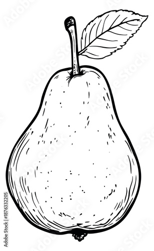 Hand drawn line art illustration of a pear depicting a fresh organic fruit for healthy eating concepts