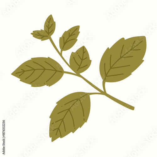 Mint sprig with green leaves. For tea packaging, natural cosmetics, labels, eco branding, patterns, wellness designs.