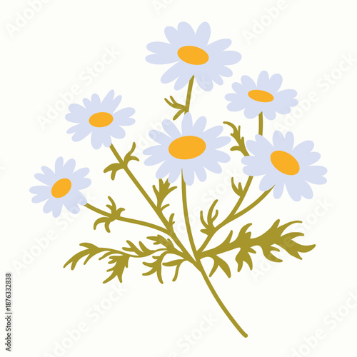 Chamomile flowers branch with white petals and yellow centers. For tea packaging, natural cosmetics, labels, wellness branding, patterns.