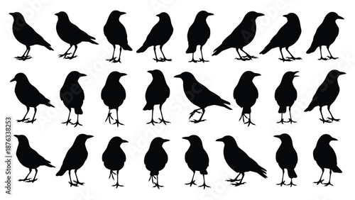 Collection of black bird silhouettes displaying various standing and walking poses
