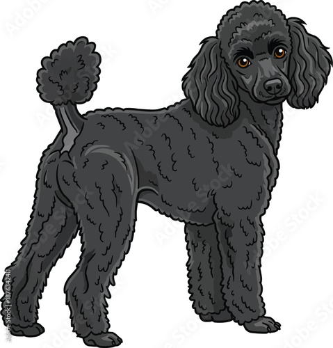Miniature Poodle dog standing rear view looking back 