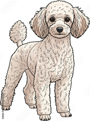 Miniature Poodle dog standing alert facing front pose