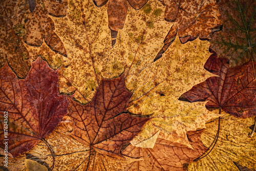 Herbarium of yellow maple leaves.