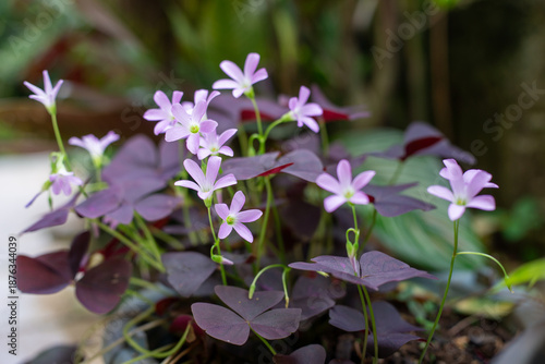 Beautiful purple Oxalis triangularis flowers with green bokeh background