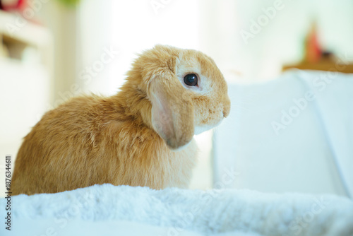 Cute lop rabbit at home with Christmas lights background © DG PhotoStock