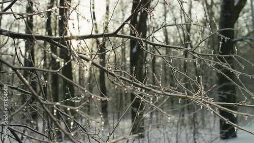 Wallpaper Mural Frozen tree branches glistening in winter sunlight Torontodigital.ca