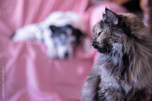 Pets living indoors.  Cat and dog in the living room