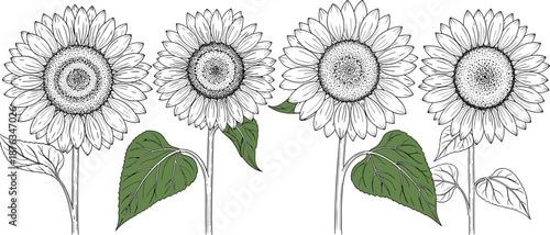 Hand drawn sunflower botanical illustration set with detailed petals and green leaves, vintage floral line art, natural plant design isolated on white background