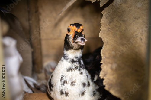 Portrait of black and white Muscovy duck inside wooden coop