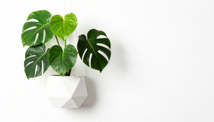 Hanging fresh monstera leaf with copyspace