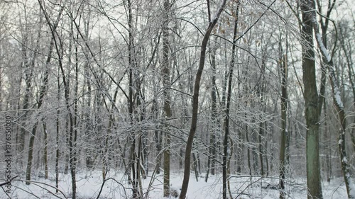 Winter forest with trees covered in ice