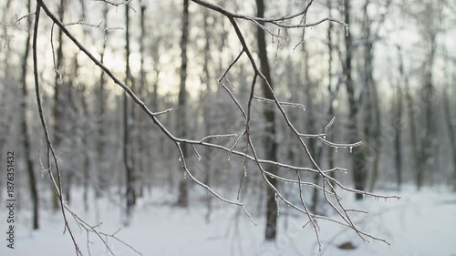 Bare tree branch with icicles in snowy forest