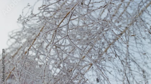 Frozen tree branches covered in clear ice