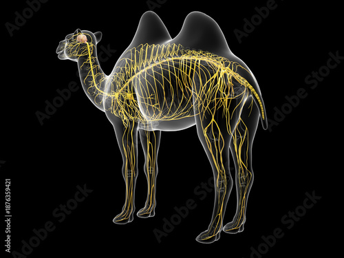 Wallpaper Mural A Detailed 3D Depiction Of The Nervous System Of A Camel Torontodigital.ca