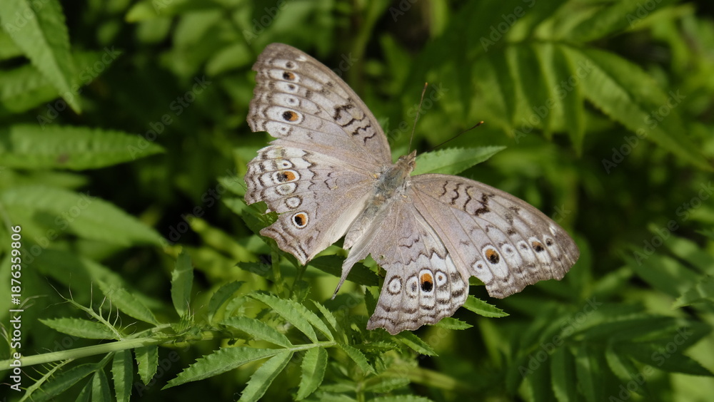 Obraz premium butterfly on a green leaf