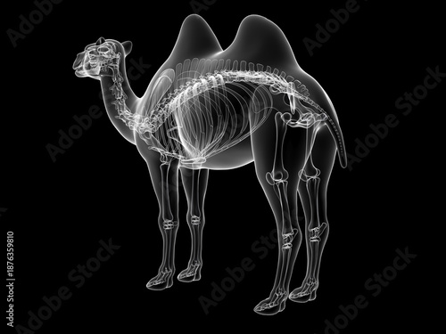 Wallpaper Mural A Detailed 3D Depiction Of The Skeletal System Of A Camel Torontodigital.ca