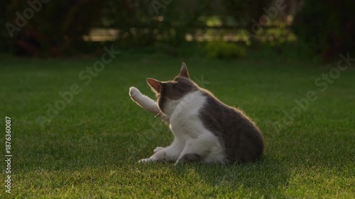Cat grooming itself on green lawn at sunset