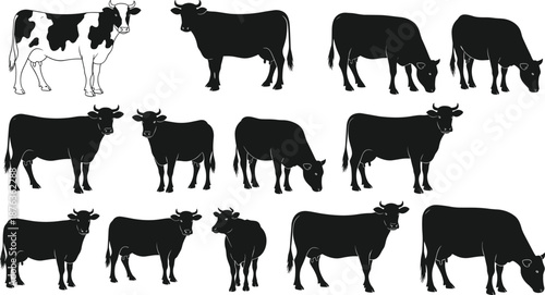 Cow cattle silhouette collection with standing grazing walking poses isolated on white background farm livestock agriculture illustration set