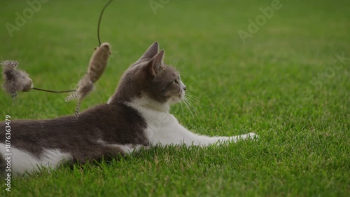 Playful cat attacking toy mouse on grass