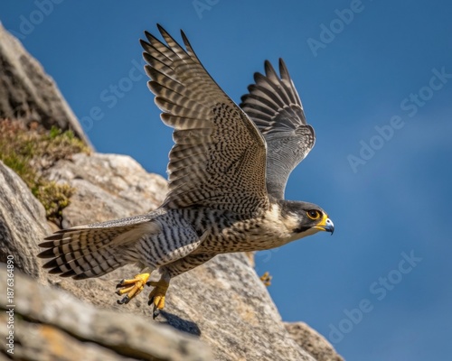 Peregrine falcon in mid-flight, wings spread, captured near a rocky cliff face under a clear blue sky.