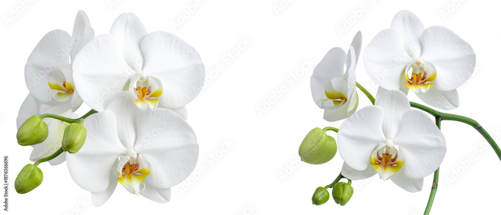 Obraz premium A set of flowers and foliage on a white background