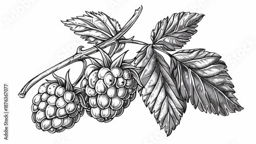 Black and white vector illustration of a single raspberry with detailed leaves, hand-drawn style, clean outline, high-quality botanical sketch, isolated on white background 