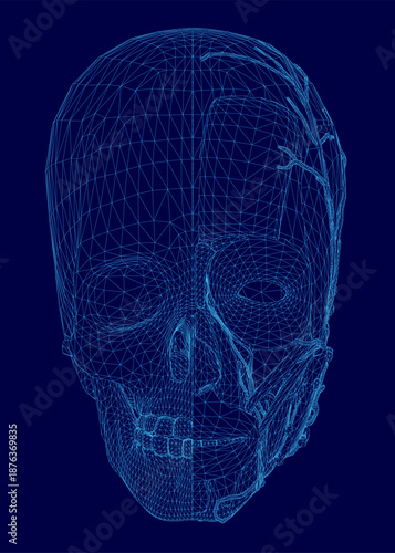 A detailed blueprint of a human skull reveals intricate anatomical structures, including the cranial cavity for the brain and muscular attachment points.