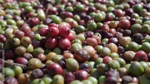 Harvesting and drying coffee beans on a mesh surface.