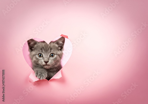 Grey kitten peeking through a torn heart-shaped hole in pink paper with negative space for text.