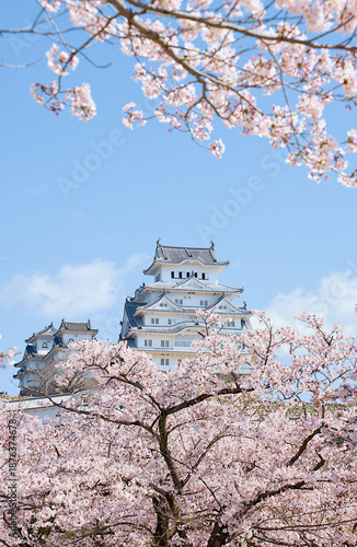 Himeji Castle and cherry blossoms are in full bloom beautifully in spring in Himeji City, Japan.