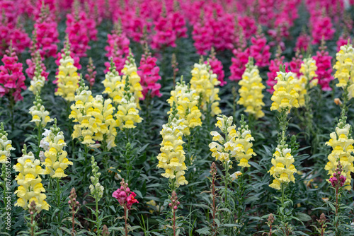 colorful Snap dragon (Antirrhinum majus) blooming in garden background with selectived focus