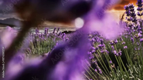 Observing lavender in a coastal field at sunset