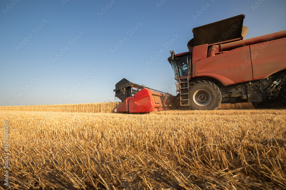 Fototapeta premium Combine harvester in field wheat