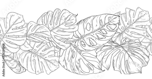 Monstera leaves, black and white sketch. Vector illustration. Tropical tree leaves, seamless horizontal border isolated on white background. Green lush wildlife plants and fresh jungle foliage.