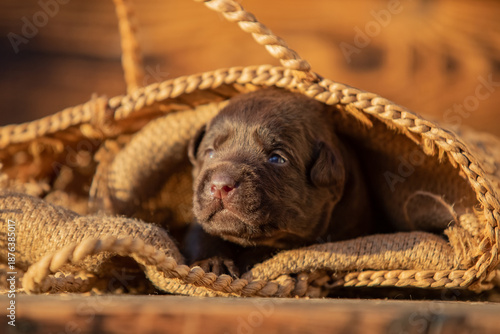 Cute newborn puppy resting inside a woven bag in warm natural light. Close-up of tiny baby dog, cozy and peaceful animal concept.