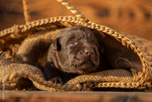 Cute newborn puppy resting inside a woven bag in warm natural light. Close-up of tiny baby dog, cozy and peaceful animal concept.