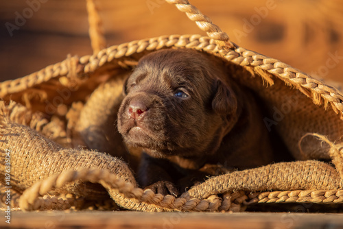 Cute newborn puppy resting inside a woven bag in warm natural light. Close-up of tiny baby dog, cozy and peaceful animal concept.
