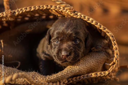 Cute newborn puppy resting inside a woven bag in warm natural light. Close-up of tiny baby dog, cozy and peaceful animal concept.