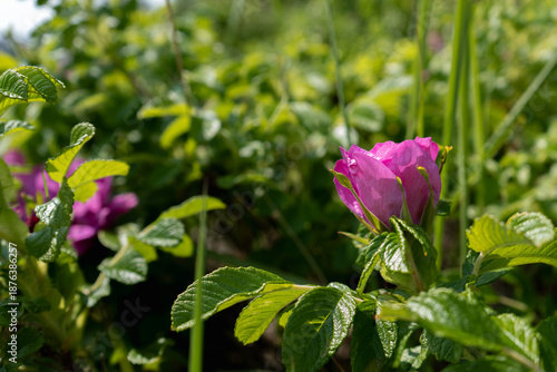 Wallpaper Mural Close-up of a vibrant pink rose hip bud surrounded by lush green foliage on a sunny day Torontodigital.ca