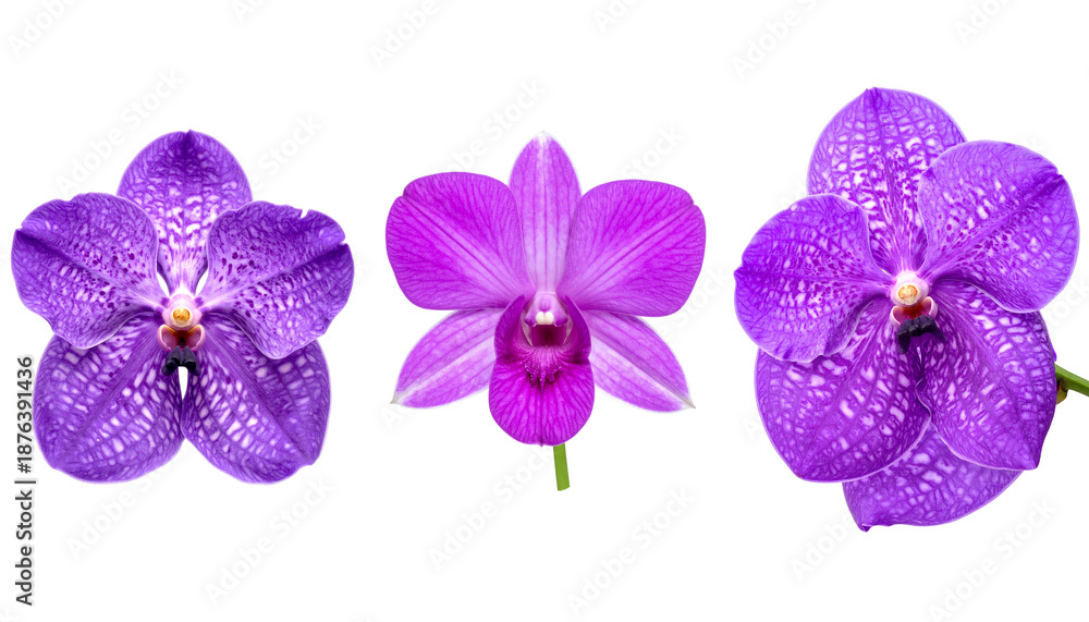 Fototapeta premium Floral set with leaves on a white background