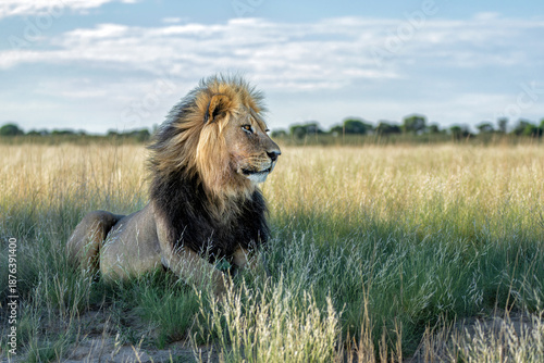 Foto Lion (Panthera leo) hanging around in the sand of the Kgalagadi Transfrontier Park in South Africa, part of the  Kalahari Desert