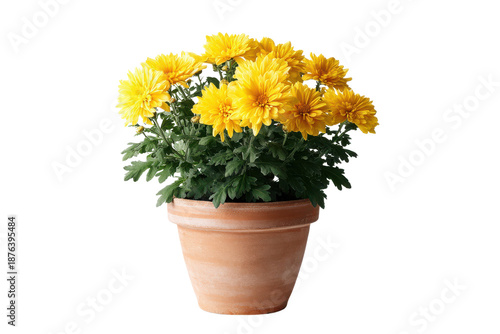 Wallpaper Mural Potted yellow chrysanthemums with green leaves on a black background flower plant Torontodigital.ca