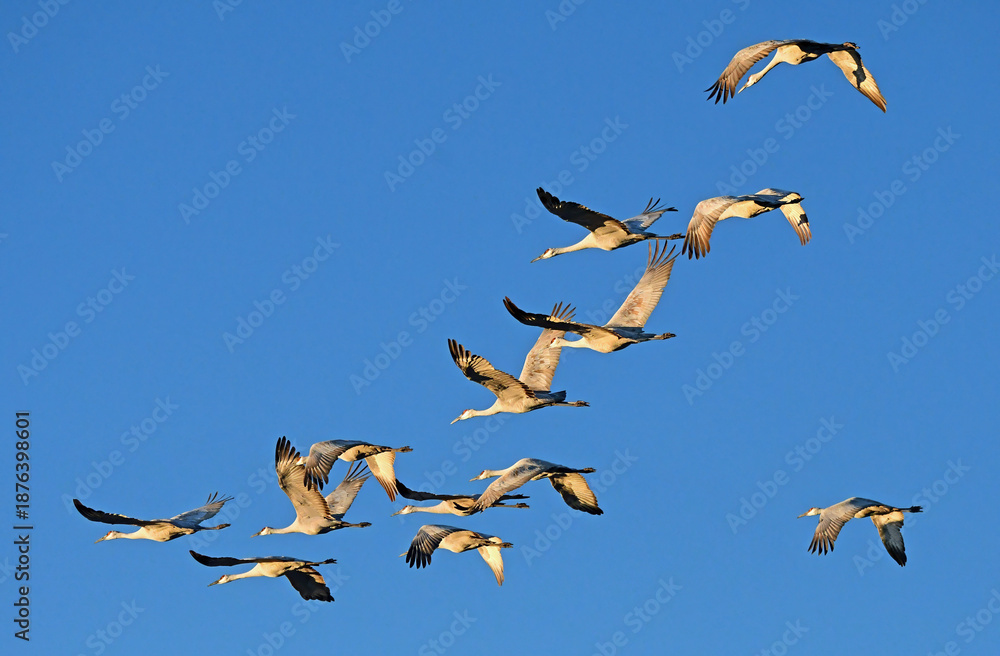 Fototapeta premium flock of majestic sandhill cranes in flight over their winter habitat of bernardo state wildlife refuge, near socorro, new mexico