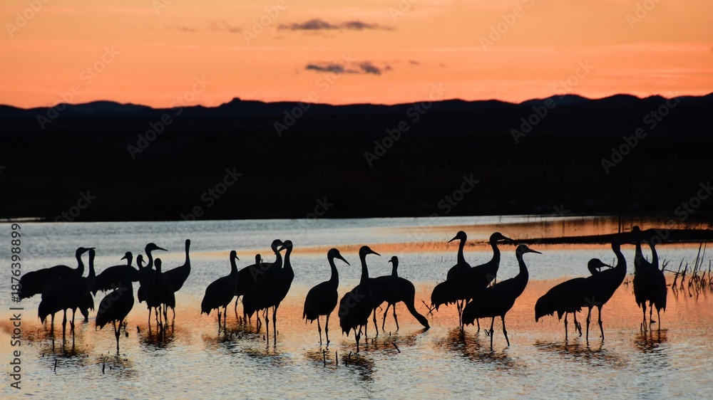 Fototapeta premium a flock of majestic sandhill cranes silhouetted standing in a pond at sunset with a mountain backdrop in their winter habitat of bernardo state wildlife refuge, near socorro, new mexico