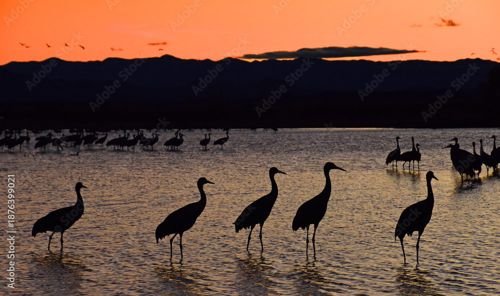 Fototapeta premium a flock of majestic sandhill cranes silhouetted standing in a pond at sunset with a mountain backdrop in their winter habitat of bernardo state wildlife refuge, near socorro, new mexico