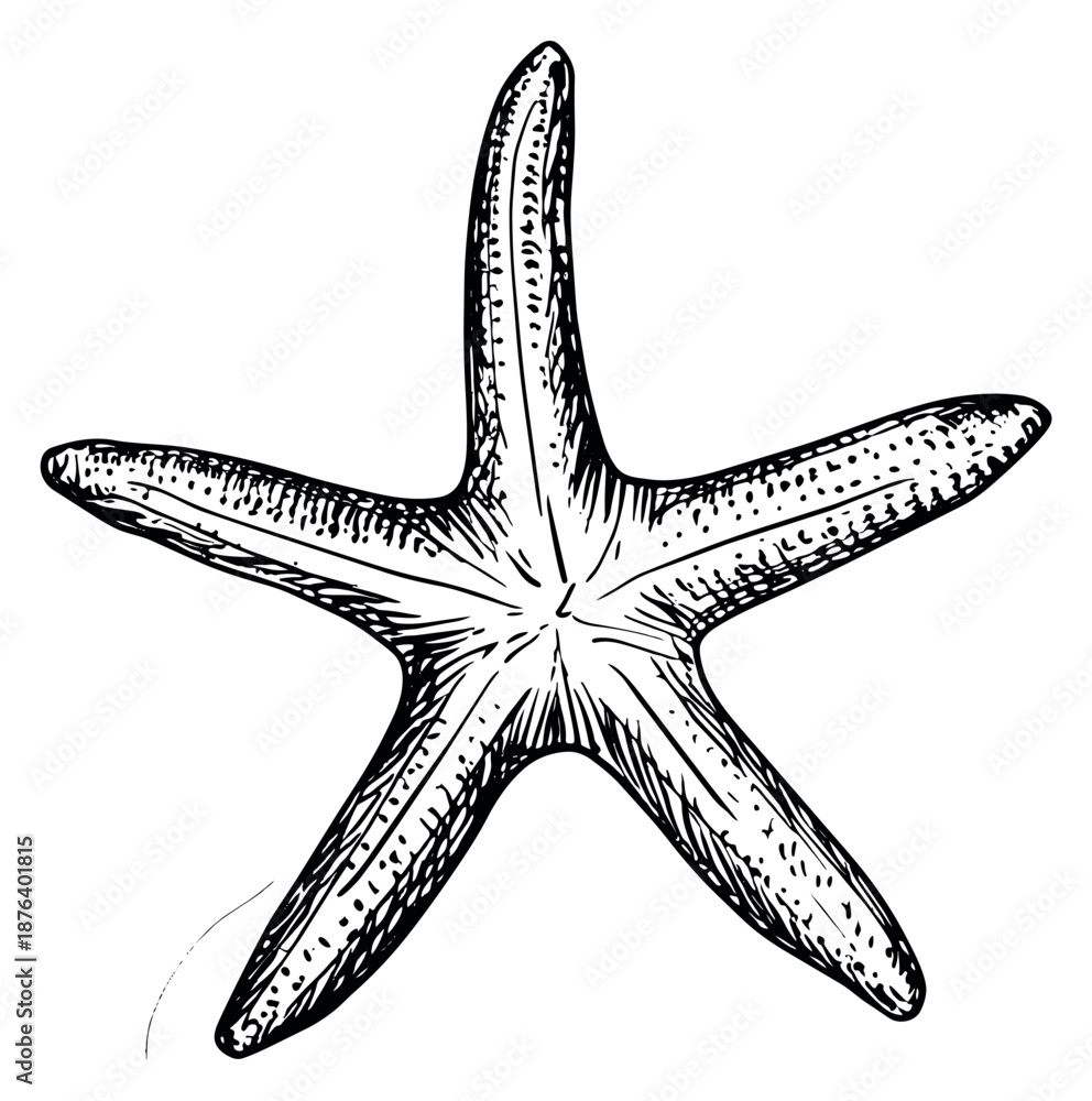 Obraz premium Hand drawn line art illustration of a starfish depicting a sea creature for ocean and marine life designs