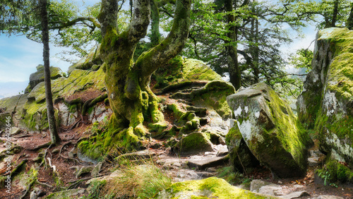 Mystischer Teil auf dem Wanderweg Sentier des Roches (Felsenpfad) am Col de la Schlucht im Elsass